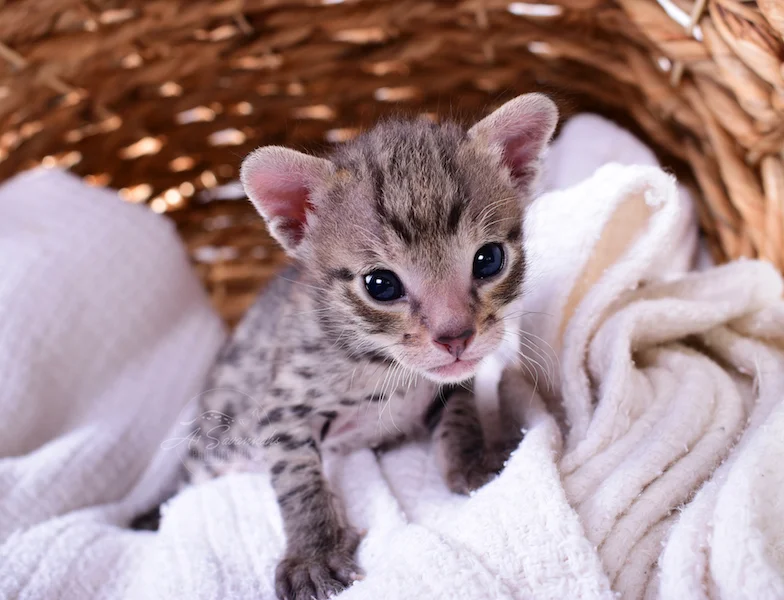 Showing off his triangle face is A1Savannahs F3 Savannah Male Kitten Ivan