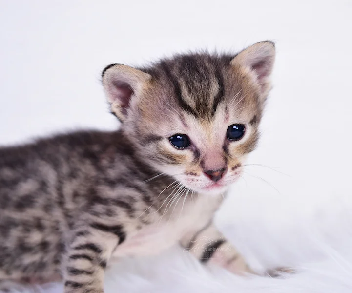 Italia showing her sweet face and her special markings
