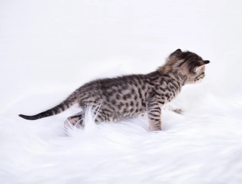 F3 Italia showing off her long slender body full of markings