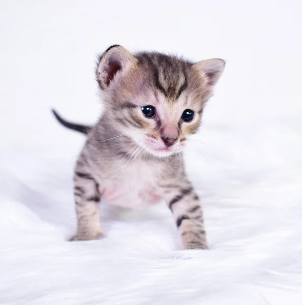 f3 savannah kitten Italia so very inquisitively looking at all her surroundings