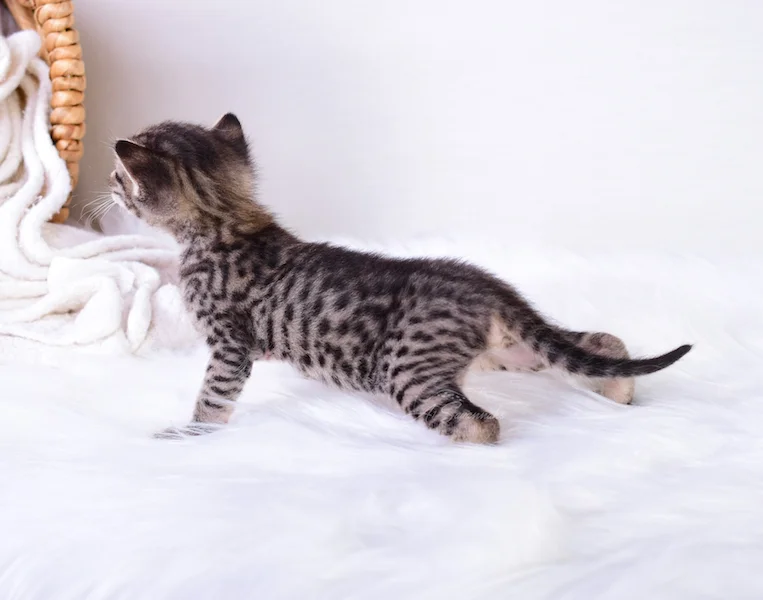 long and slender F3 Italia showing you her left side full of beautiful black spots