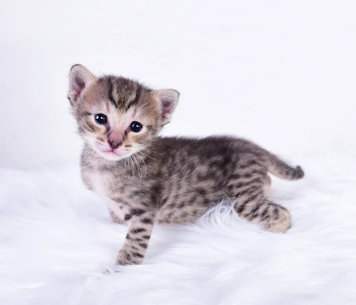 F3 savannah kitten Italia exhibiting her wonderful markings
