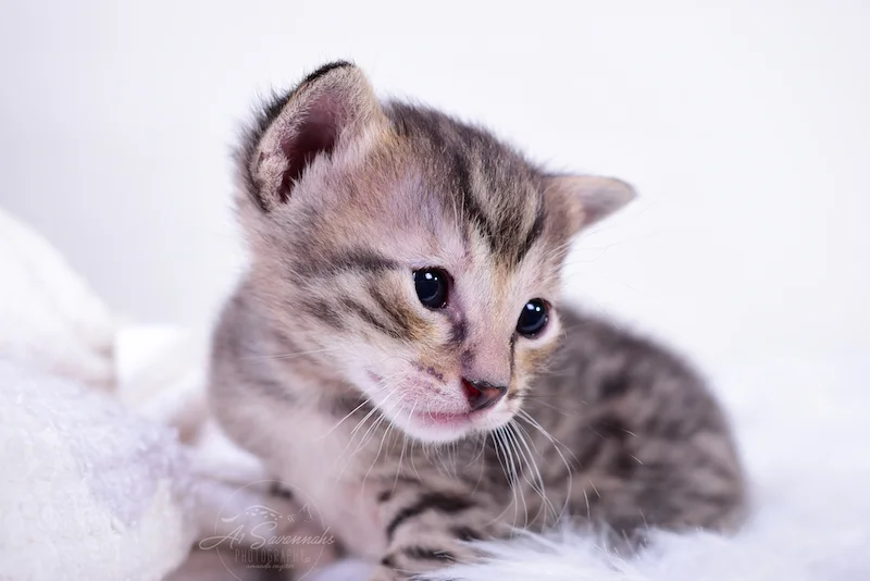 f3 Italia showing us her facial markings