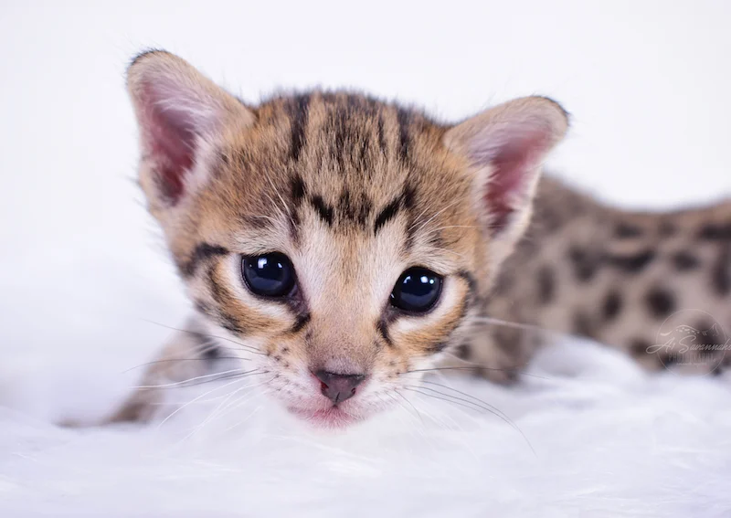 F3 savannah kitten Ivie closeup of her face
