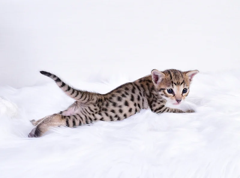 F3 Ivie displaying her long body, short tail and large spots