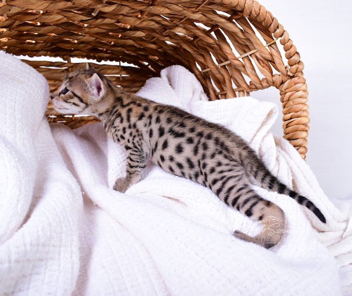 F3 Ivie's long body is a brilliant young kitten