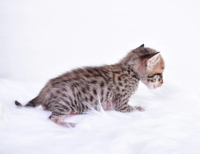 A1Savannahs Coby is showing off his beautiful markings.