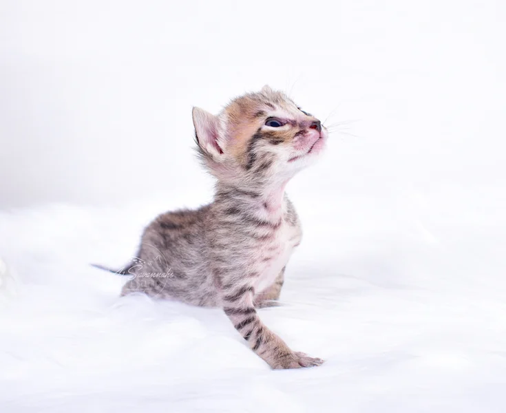 SBT Savannah Male Kitten Coby is standing tall to show off his long legs