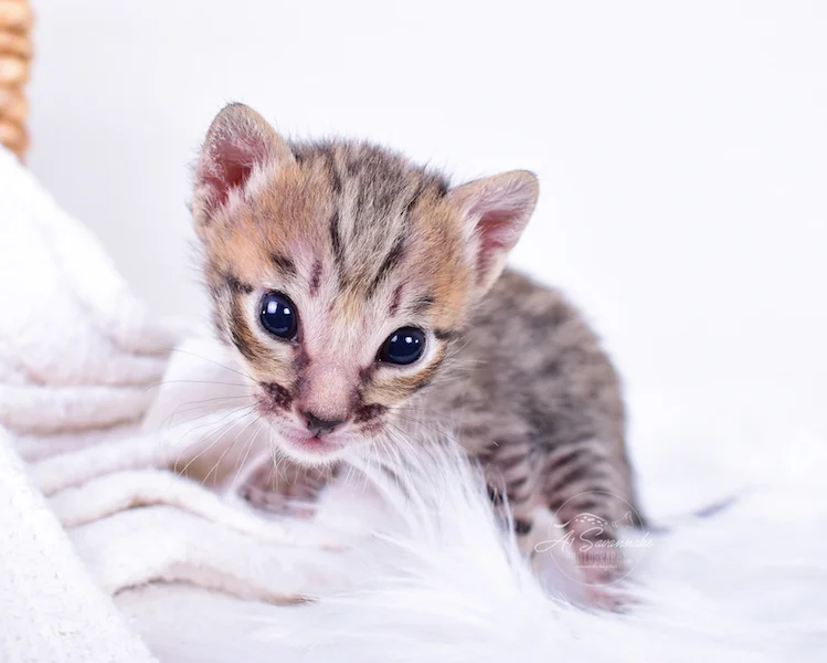 Coby is an SBT Savannah Male from the Original Founder of the Savannah Cat Breed