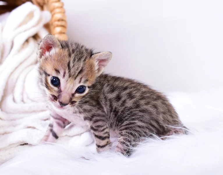 This remarkable kitten is an SBT Savannah From A1Savannahs here in Ponca City, Ok