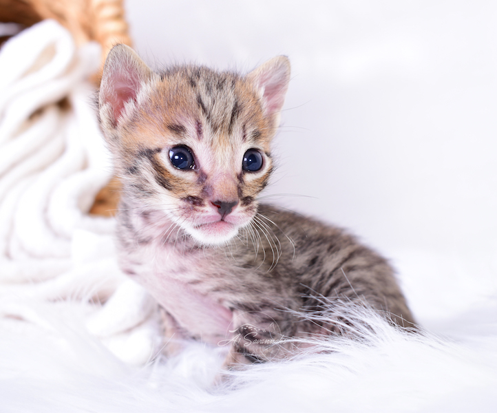 Displaying his beautiful and exotic facial markings is Coby a SBT Savannah Kitten