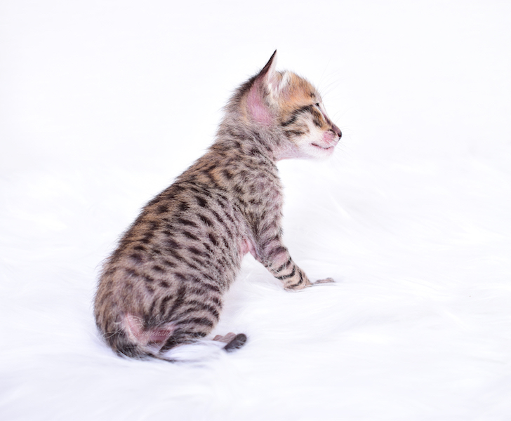 Covering his long lean body, Coby from A1Savannahs has a beautiful spotting pattern