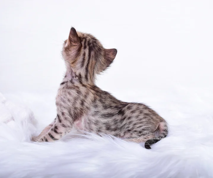Displaying her long neck on that spotted body is Carissa, a SBT Savannah Female from A1Savannahs 