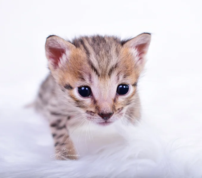Carissa is an SBT Savannah Kitten and is ready for her photo shoot