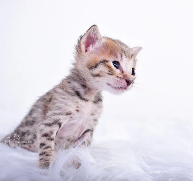 Caught at the perfect angle is A1Savannahs Carissa, A female SBT Savannah Kitten