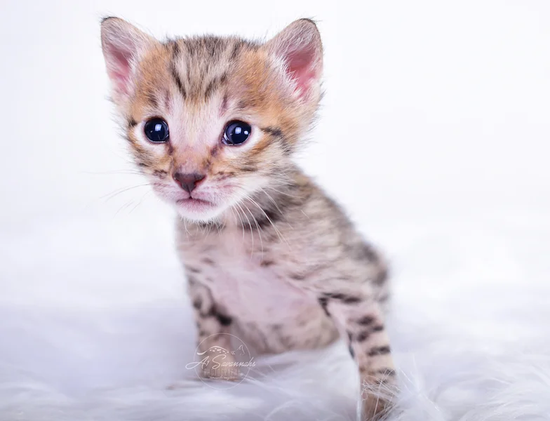 A1Savannahs Carissa is a majestic young kitten with a beautiful gold face
