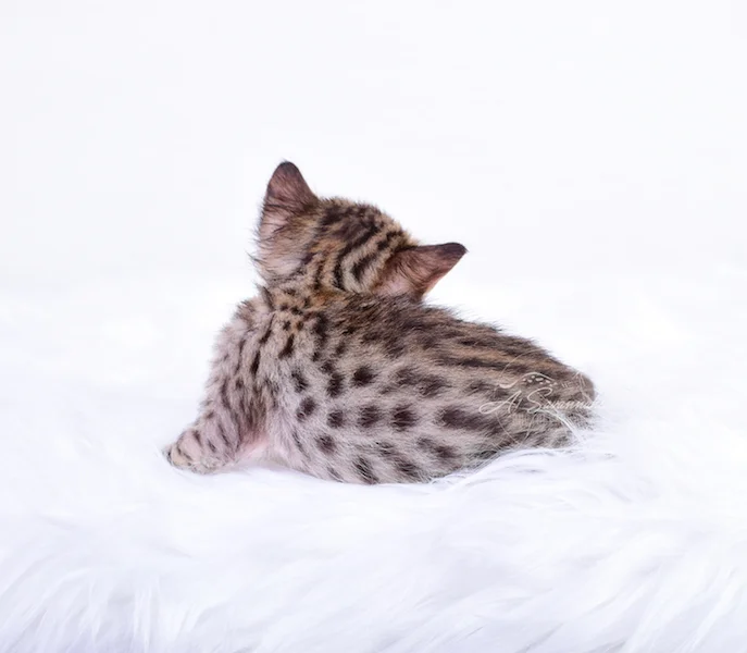 Making it known that she has beautiful spots is A1Savannahs Carissa from the original founder of the savannah cat breed