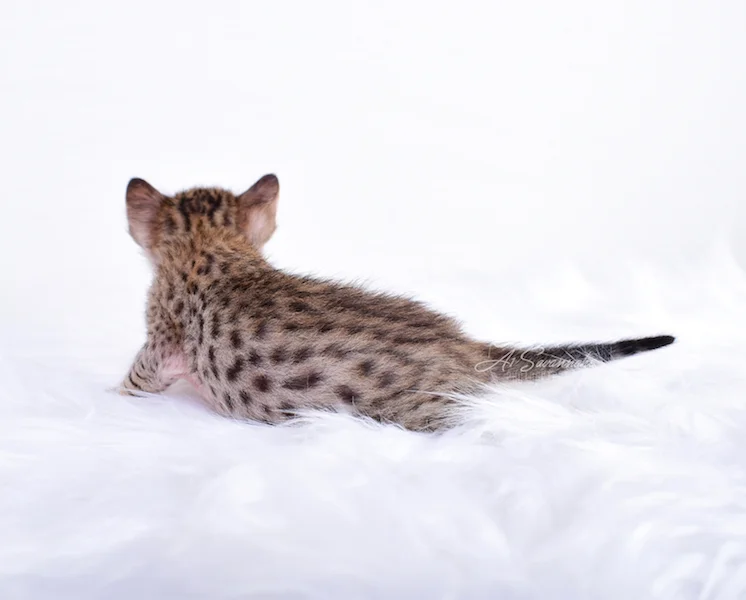 Making sure everyone can see her spots is A1Savannahs SBT Savannah Female Clara