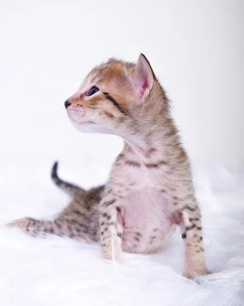 Parading her long neck and exotic facial markings is A1Savannahs SBT Savannah Clara