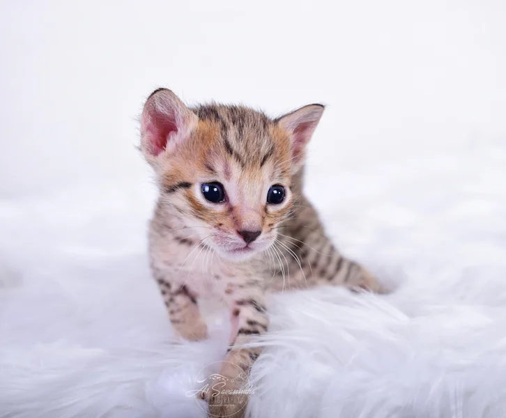 This SBT Female Savannah Kitten is so precious with her golden face and dark nose
