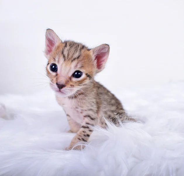 A1Savannahs Clara is a magical young kitten with that golden hue