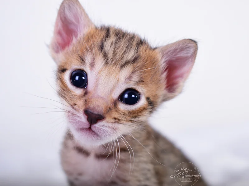 With that irresistible face is A1Savannahs Clara, an SBT Savannah Female Kitten