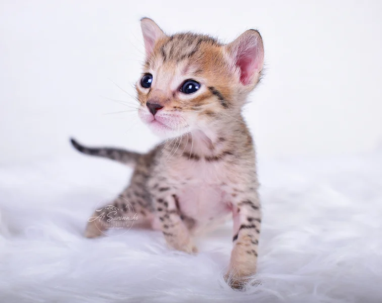 Showing you her beautiful long and golden body is Clara from the Original Founder of the Savannah Cat Breed