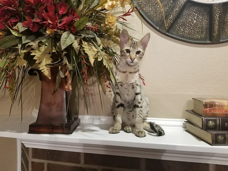 F2 Derrick looking intently and listening with his exceptionally large ears