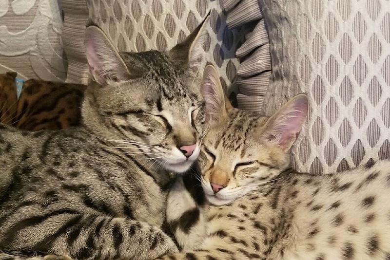 f2 savannah cat snuggles