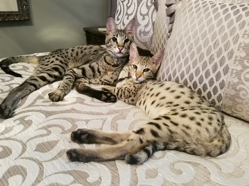 Кошка Ф1 Фото