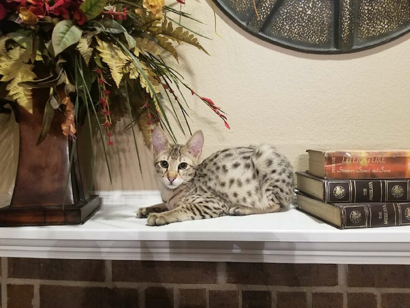 A1Savannahs F2 Derrick laying on the fireplace 