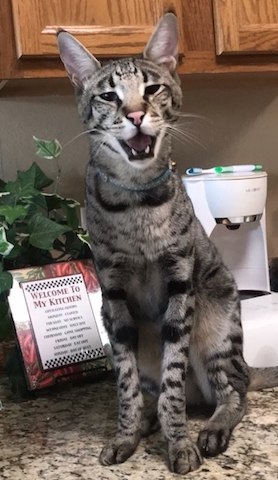 A1Savannahs f2 Diesel likes to tell his mom that he has taken her toothbrush