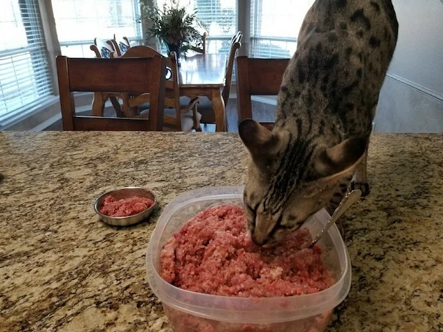 A1Savannahs F2 Diesel dines't want to wait to eat from his bowl