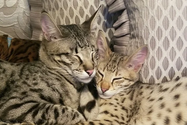 Nap time for both F2 Diesel and F2 Derrick