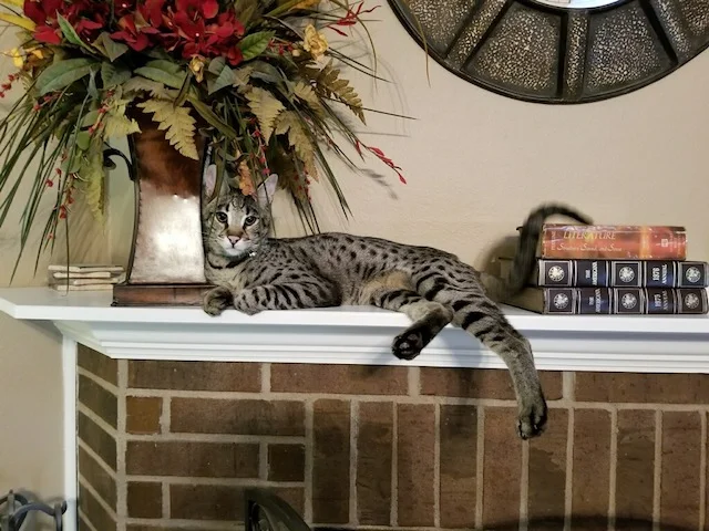 F2 Diesel taking a comfy nap over the fireplace