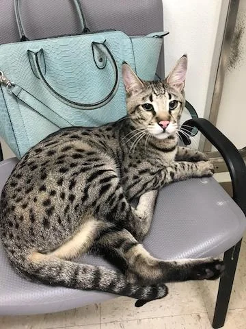 F2 not relaxing at the veterinarian's office
