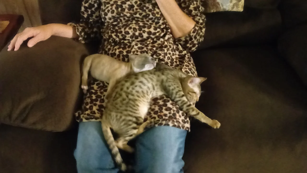 A1Savannahs Macey laying with her new puppy friend