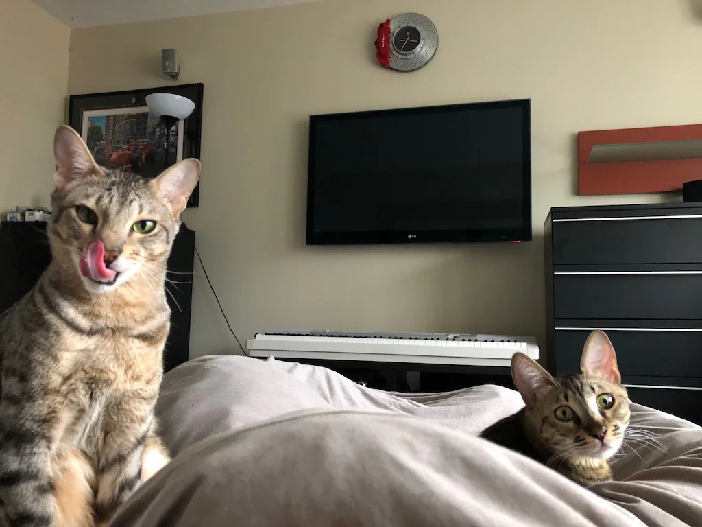 A1Savannahs Cats making funny faces
