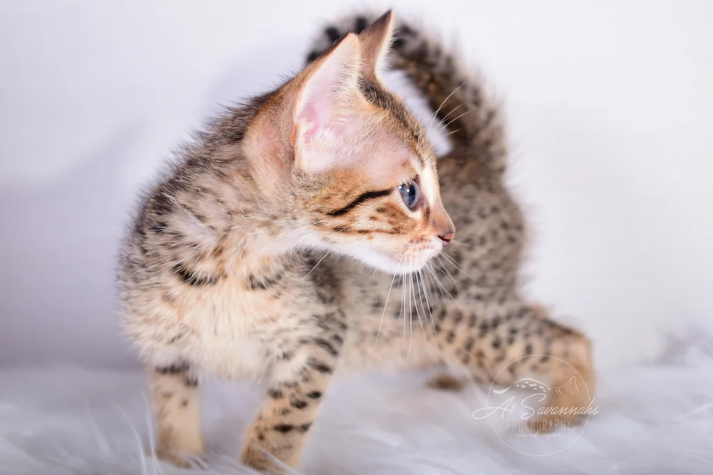 SBT Savannah Kitten Sabrina is a female kitten from A1Savannahs