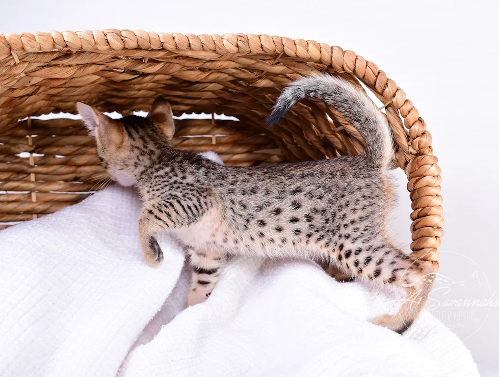 Look at those spots in Sabrina, a female savannah kitten from A1Savannahs