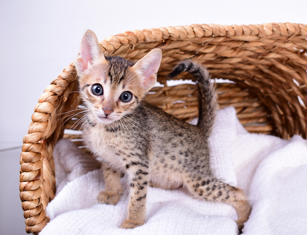 Showing off her long legs is SBT Savannah Kitten Sabrina