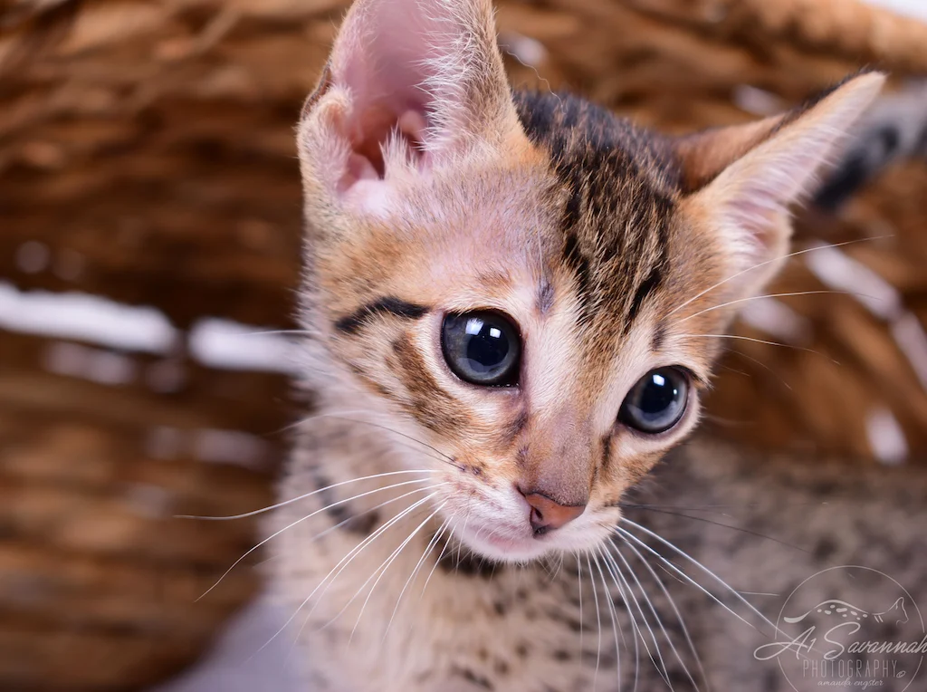SBT Savannah Kitten Sabrina is showing off her cute pink nose