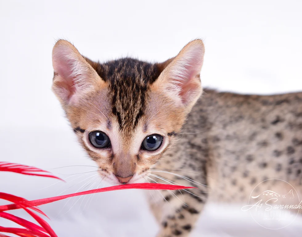 SBT Savannah Kitten Sabrina is playing with the feathers