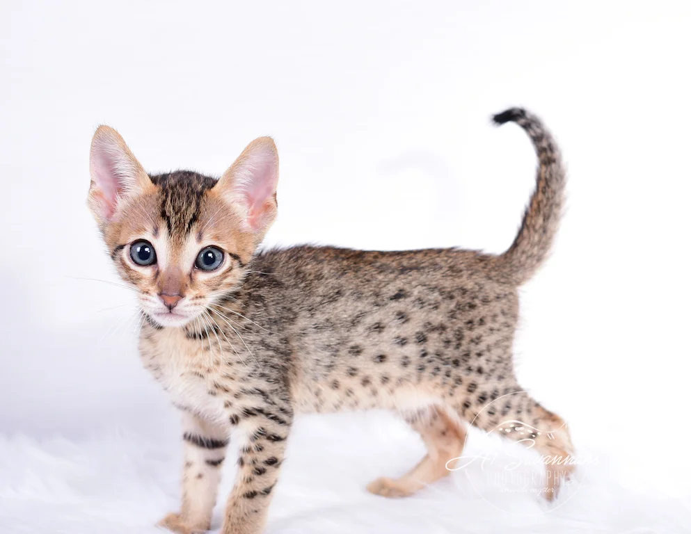 This is a nice side shot of A1Savannahs SBT Savannah Kitten Sabrina