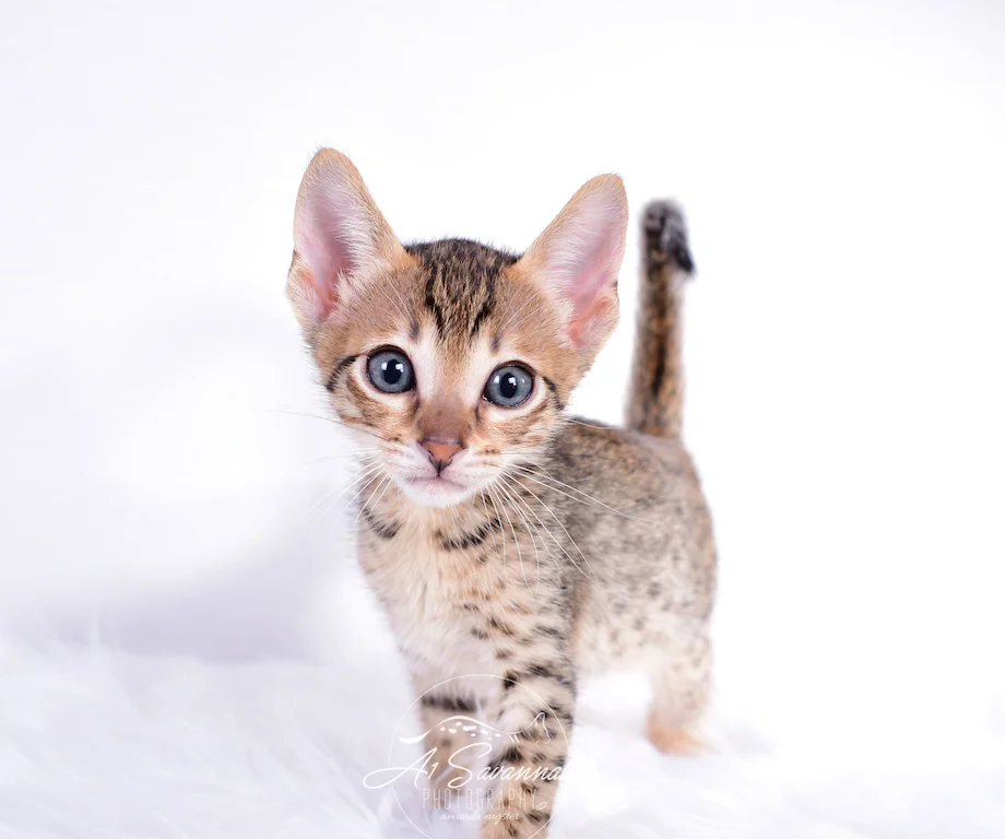 A1Savannahs Sabrina is an SBT Savannah Kitten looking at the camera