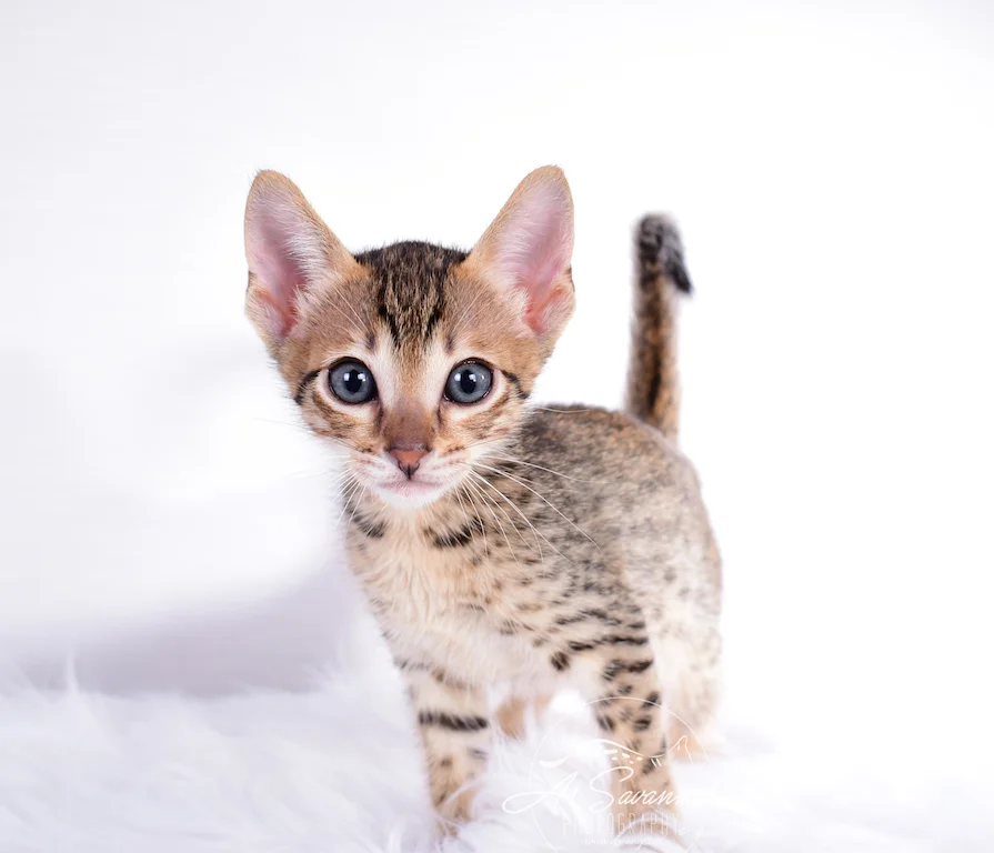 Sabrina has that adorable face of a savannah kitten from A1Savannahs