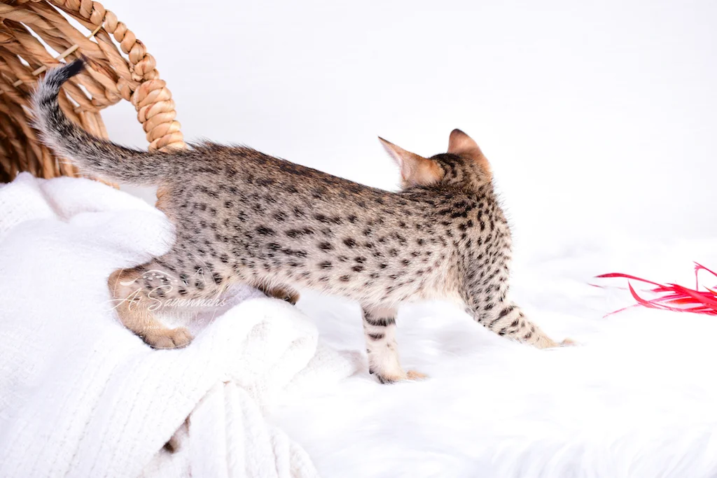 Look at those amazing spots from A1Savannahs Sabrina