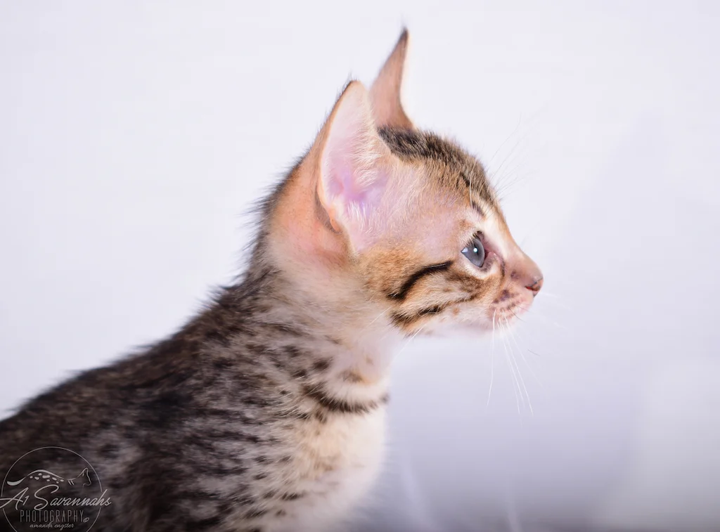 Extraordinary and Exotic is A1Savannahs Sallie, a female SBT Savannah Kitten