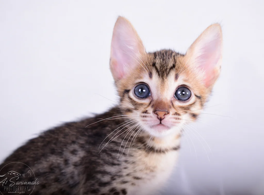 Showing off her adorable pink nose is A1Savannahs Sallie, a SBT Female Savannah Kitten