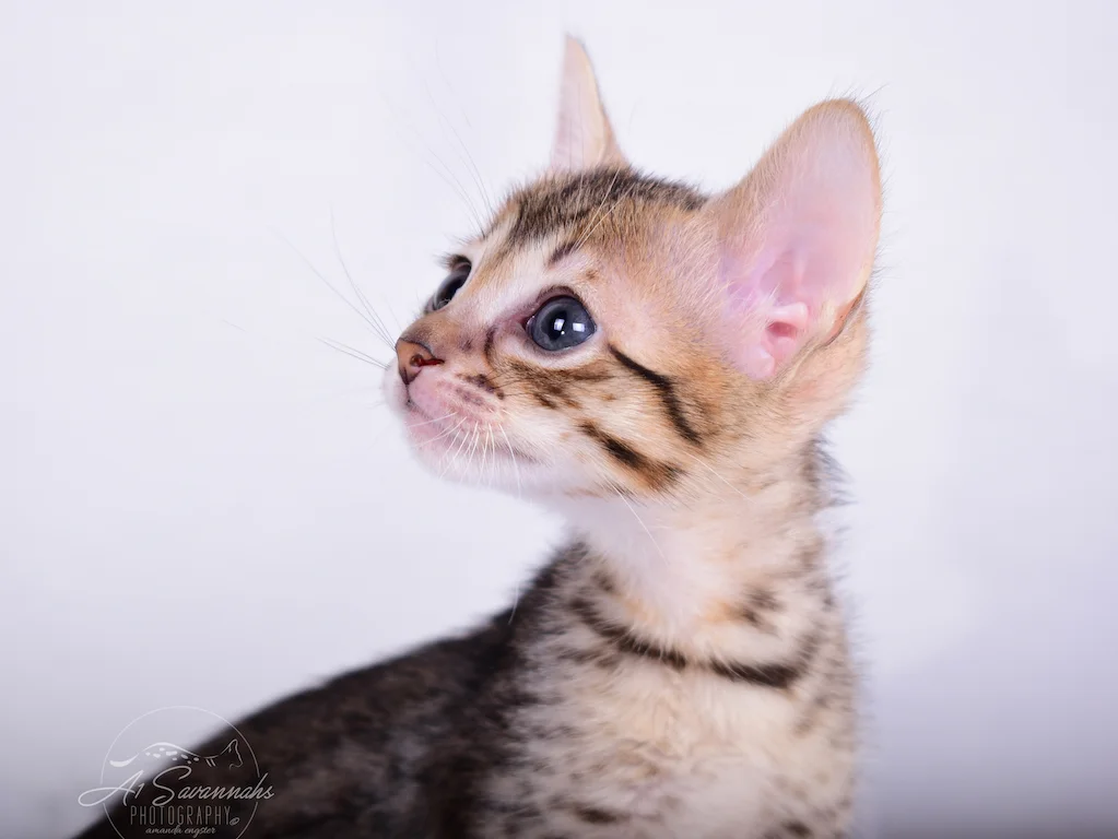Holding her head high is Sallie, a female savannah kitten form A1Savannahs